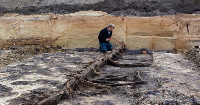 Jos Bazelmans onderzoekt bij Leusden een boom van circa 12.800 jaar oud.