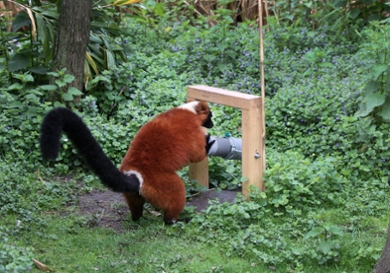 Rode vari in Artis op zoek naar voedsel.