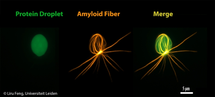 Entangled Fate: From Fluid to Rigid
