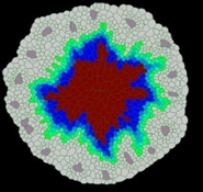 Simulatie van plantenweefsel in VirtualLeaf. Bron: Lebovka et al.