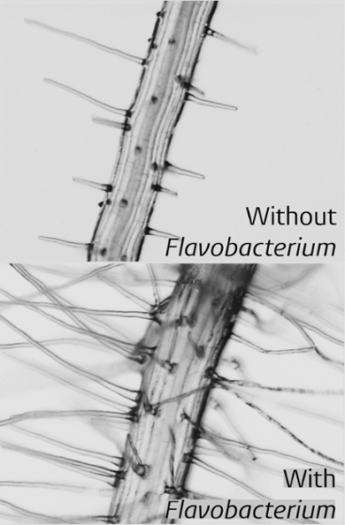De onderzoekers zagen dat de wortels veel meer haartjes hadden als de bacterie Flavobacterium aanwezig was.