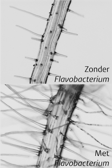 De onderzoekers zagen dat de wortels veel meer haartjes hadden als de bacterie Flavobacterium aanwezig was.